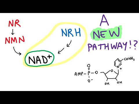 Video: Inductie Van De Nicotinamide Riboside Kinase NAD + Salvage Pathway In Een Model Van Sarcoplasmatische Reticulum Dysfunctie