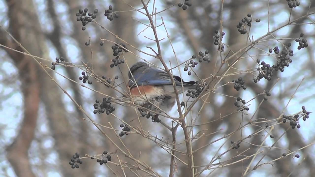Birding Rockefeller State Park Preserve 2014 - YouTube