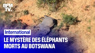 Le mystère autour de la mort d'au moins 275 éléphants au Botswana