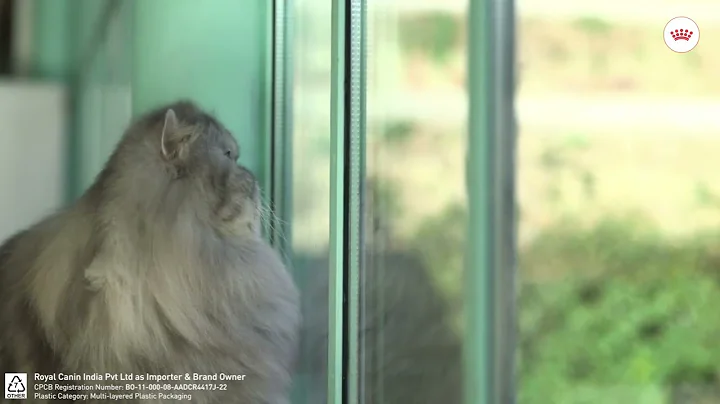 Watch the video about Royal Canin - Tailored Nutrition for Persian
