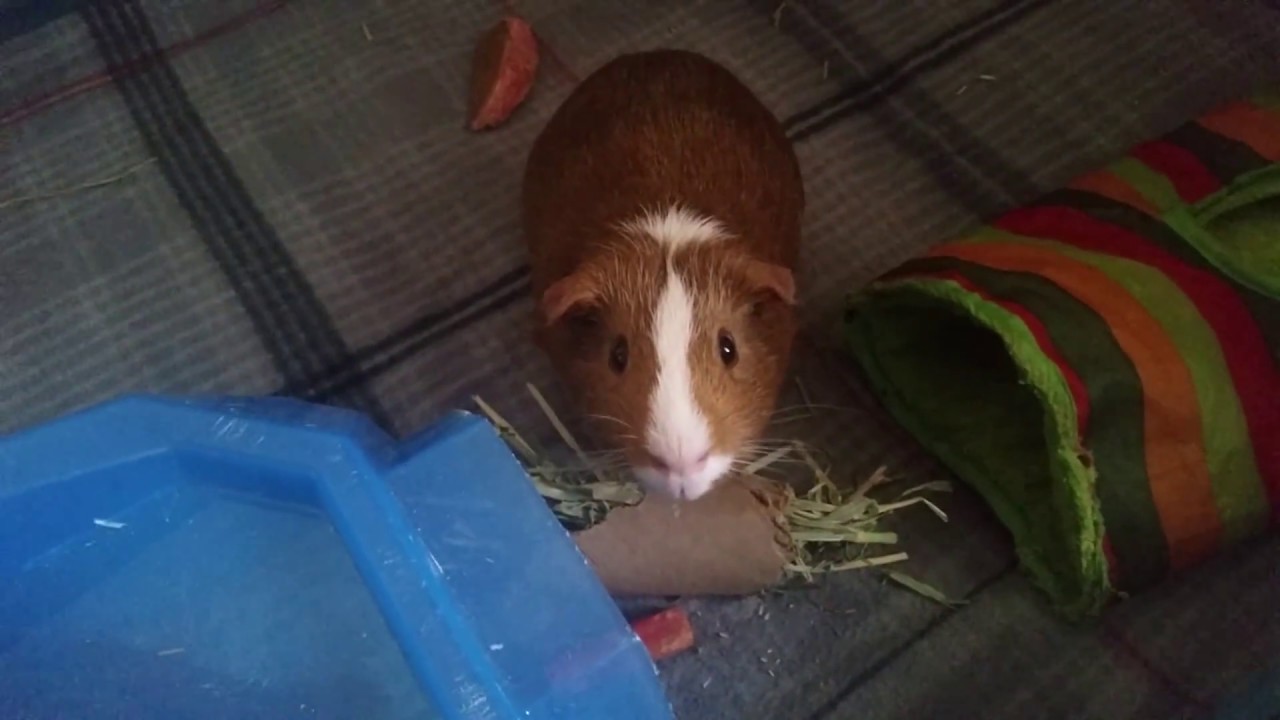 My Guinea Pig Died...(Tribute Video) - YouTube