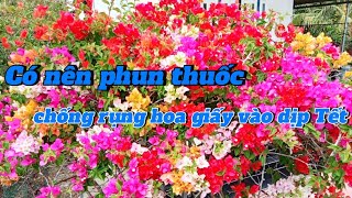 Có nên phun thuốc chống rụng hoa giấy vào dịp Tết