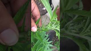 6/21/19 part 2