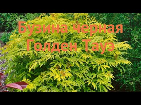 Бузина черная Голден Тауэ (golden tower) 🌿 обзор: как сажать, саженцы бузины Голден Тауэ