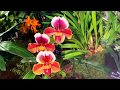 Festival de Orquídeas y Plantas 2020-III ║Orquídeas en el mundo