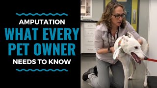 Amputation - What Every Pet Owner Needs to Know: VLOG 67