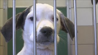 Lubbock Animal Shelter sees increase in lost dogs, urges owners to microchip