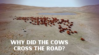 Why did the cows cross the road?