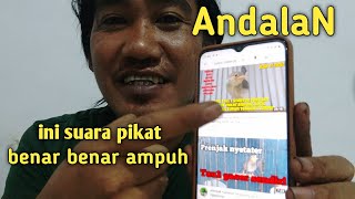 cara mudah mendownload suara pikat burung ampuh.burung susah turun pasti turun