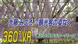 大藤 見ごろ　…観光客の姿なく