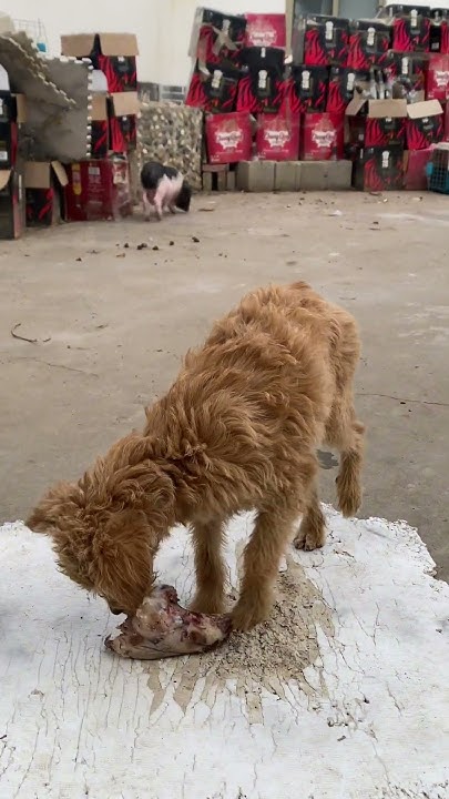 stray-dog-ate-meat-for-the-first-time-and-was-reluctant-to-waste-the