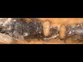 Ants Ameisen Ectomomyrmex astutus new baby is born