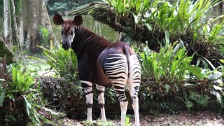 Okapi is an endangered species, the animal is listed in the Red Book | Okapi sound by WorldFlora 752 views 11 months ago 6 minutes, 34 seconds