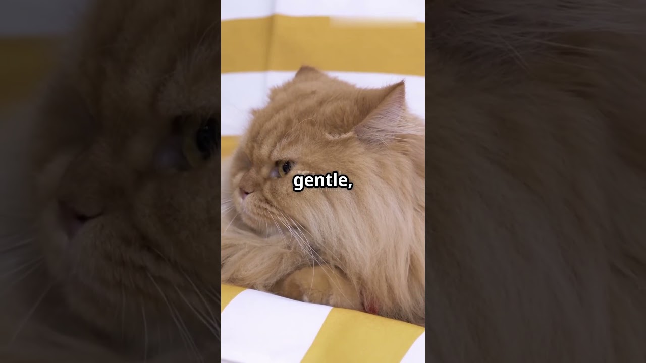 Persian Cat - The Royal Feline♥️ 