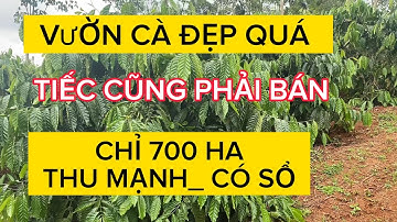 700tr ha có vườn cafe đẹp thu mạnh xen macca sầu riêng ao hồ đak nông tdt 2ha có sổ Lh 0979601651