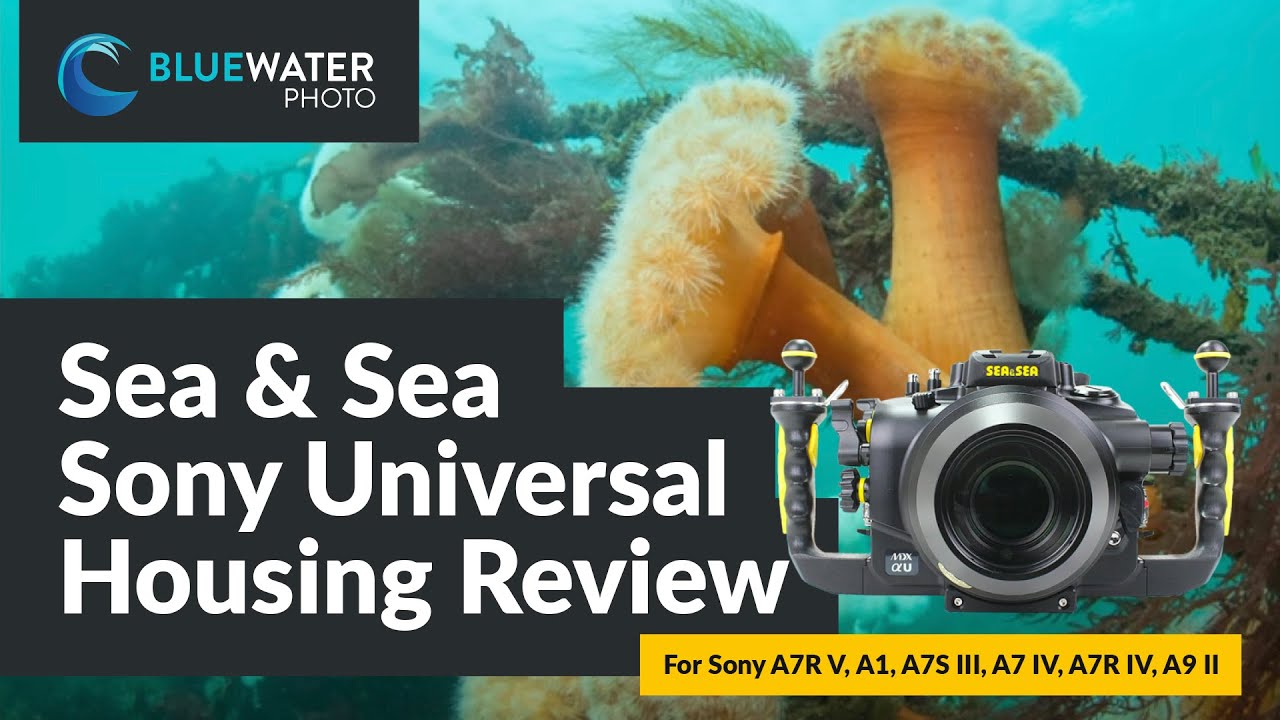 Sony A7S III Review - Underwater Photography Guide