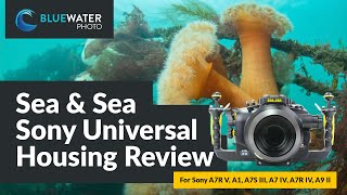 Sea & Sea Sony Universal Housing Review // A7R V, A1, A7S III, A7 IV, A7R IV, A9 II