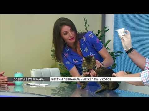 Видео: Мускусны ли кошки?