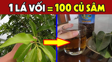 Tác Dụng Chữa Bệnh Không Ngờ Của LÁ VỐI, Uống Cách Này BỔ HƠN NHÂN SÂM Cả Đời Không Lo Bệnh Tật