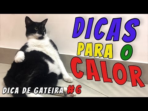 Vídeo: Como Aliviar O Calor Do Seu Gato