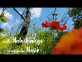 Auf einer Blumenwiese Naturgeräusche heilende Musik Peaceful nature sounds soothing relaxing music