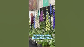 CHELSEA FLOWER SHOW - MASSIVE DELPHINIUM! - The #Delphinium displays were amazing.