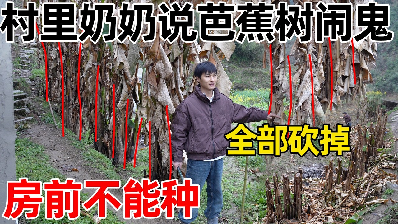 村里奶奶说芭蕉树不能种在房子前，李俊自己也感觉不对劲，全部砍掉，却没有了风景