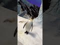 The Cutest Penguins at SeaWorld Abu Dhabi! 🐧