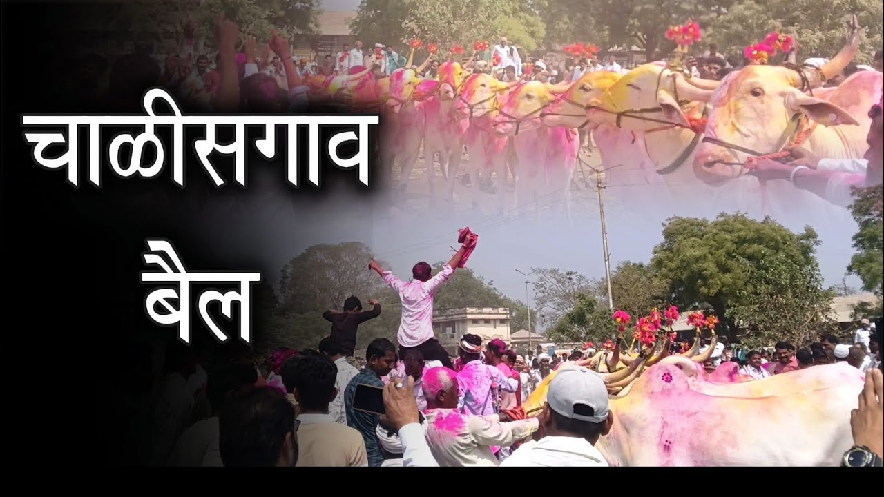 चाळीसगाव बैल बाजार खरेदी विक्री