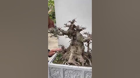 Muốn Có Cây Đẹp , Trước Tiên Phải Có Một cây phôi đẹp