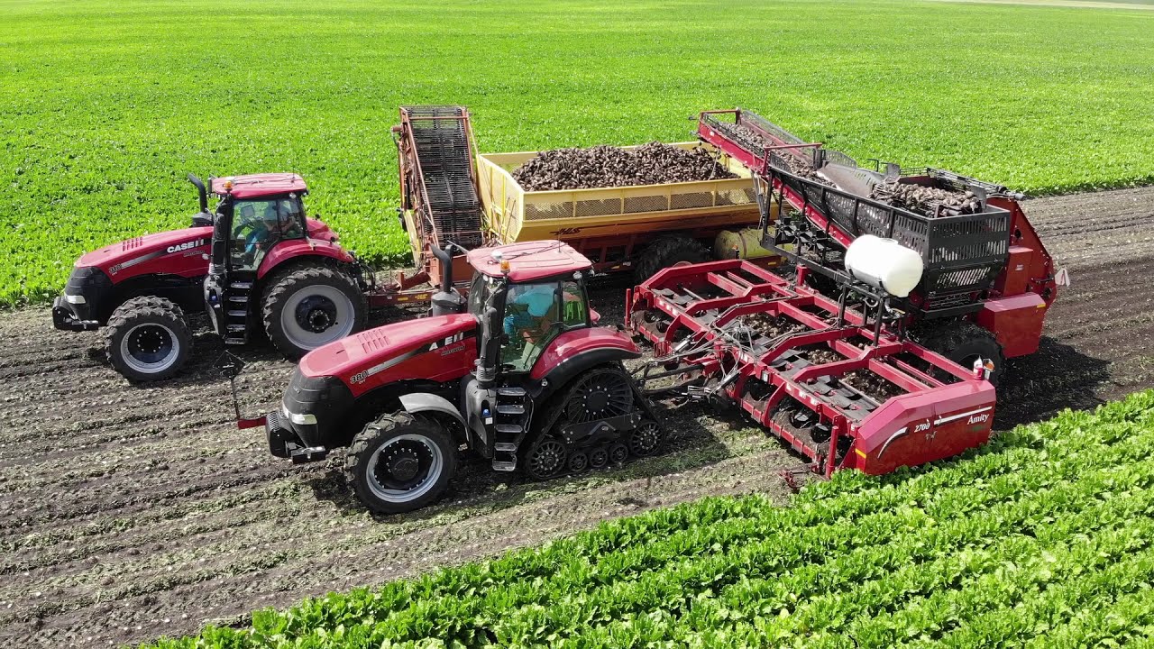 Sugar Beet Pre-Harvest 2019