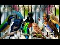 Masteran Kacer Terbaru Full Isian Banyak Isian Mewah Omkicau(.mp3 .mp4) Mp3 - Mp4 Download