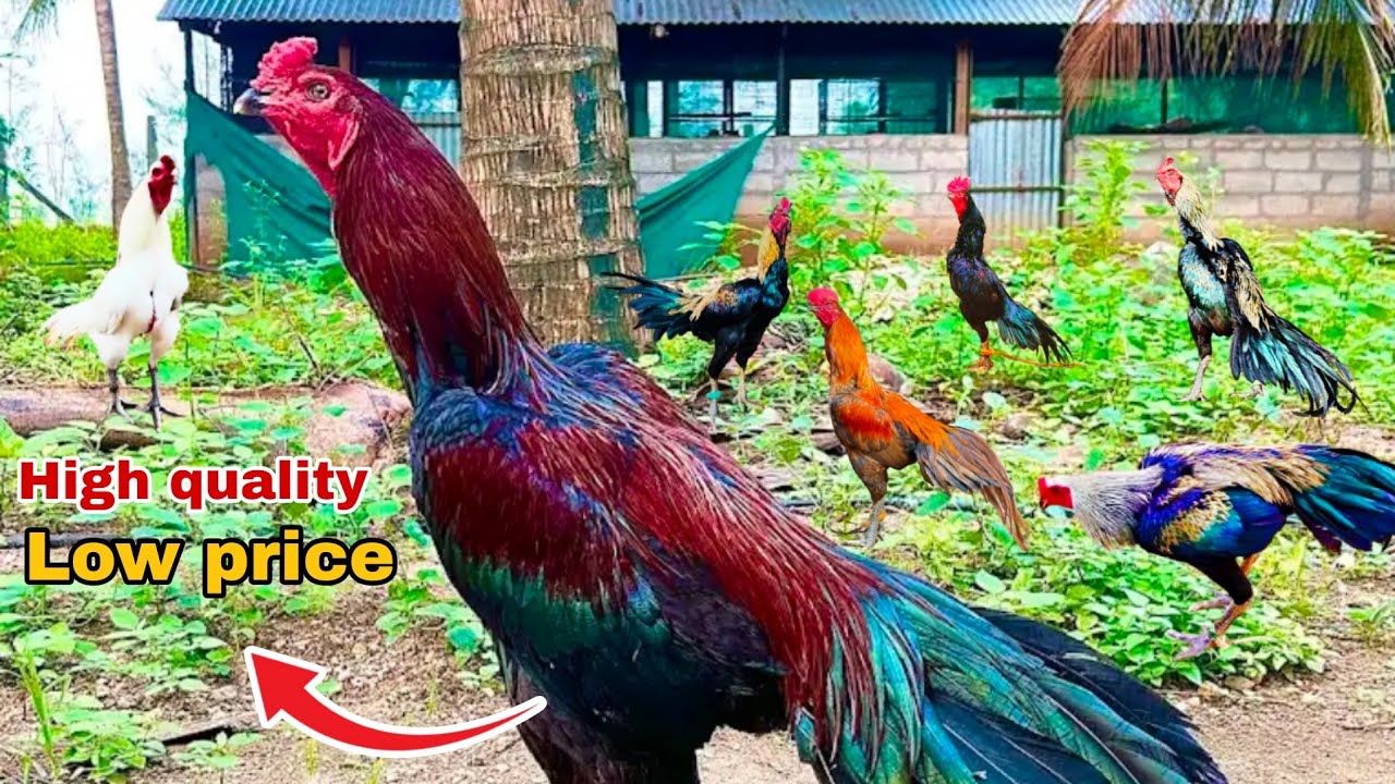 सस्ता असील मुर्गा बलरामपुर  😈