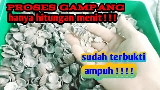 Cara membuat kalsium/asin dari cangkang kerang