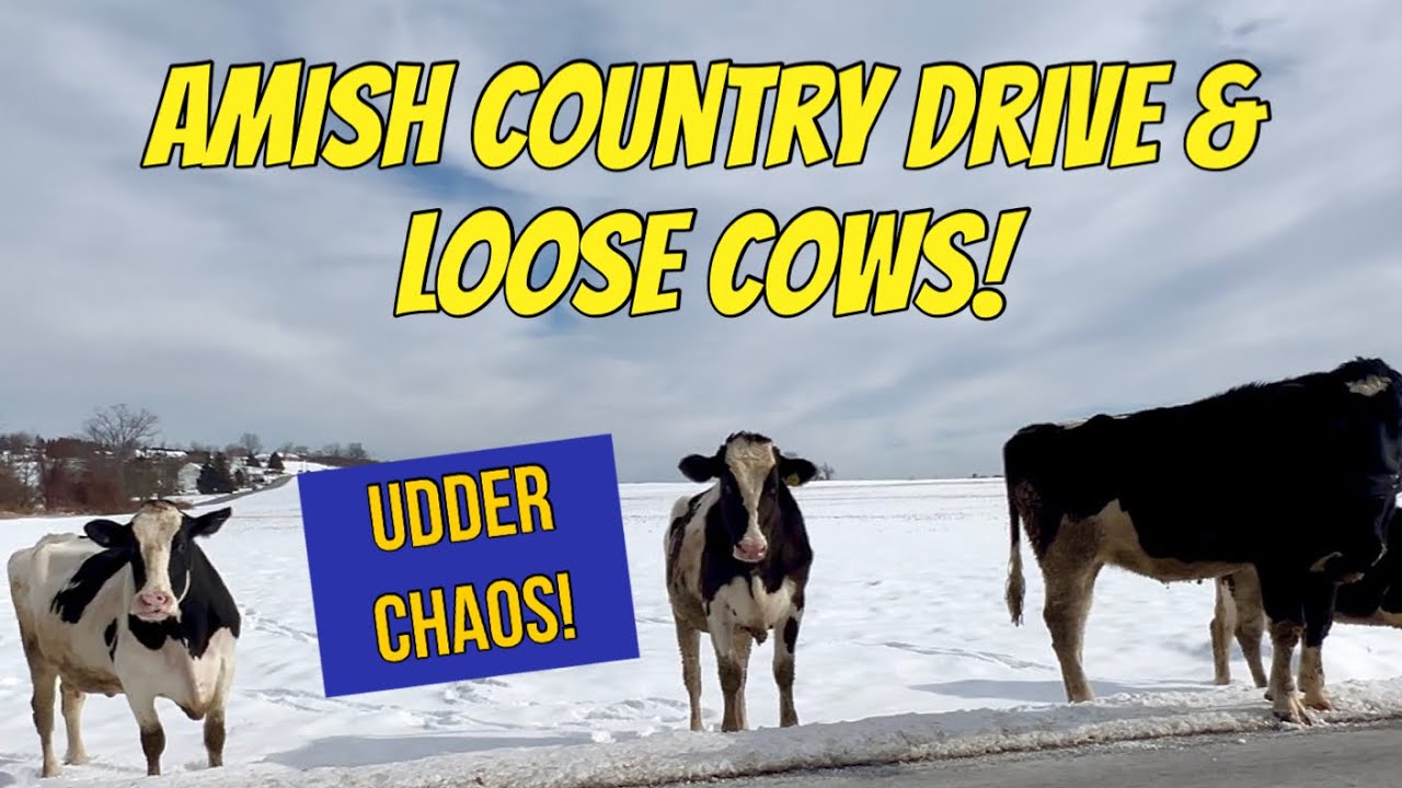 Amish Country Drive | Loose Cows 🐮 | Udder Chaos! Lancaster County, PA!