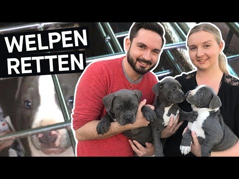 Hunde retten: Das schmutzige Geschäft mit Hundewelpen im Internet || PULS Reportage