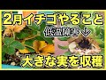 【家庭菜園のイチゴ】2月にやるべきこと管理方法と注意点【水やり, 追肥, 人工授粉】中級者は暖房