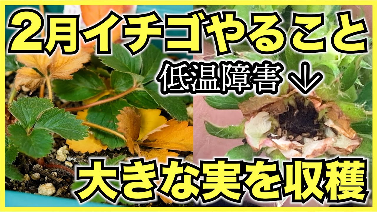 【家庭菜園のイチゴ】2月にやるべきこと管理方法と注意点【水やり, 追肥, 人工授粉】中級者は暖房