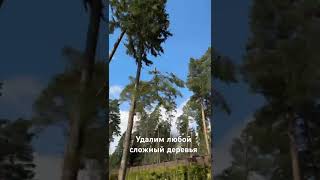 Кому Нужен Удалит Деревья Обращайтесь Москва И Область
