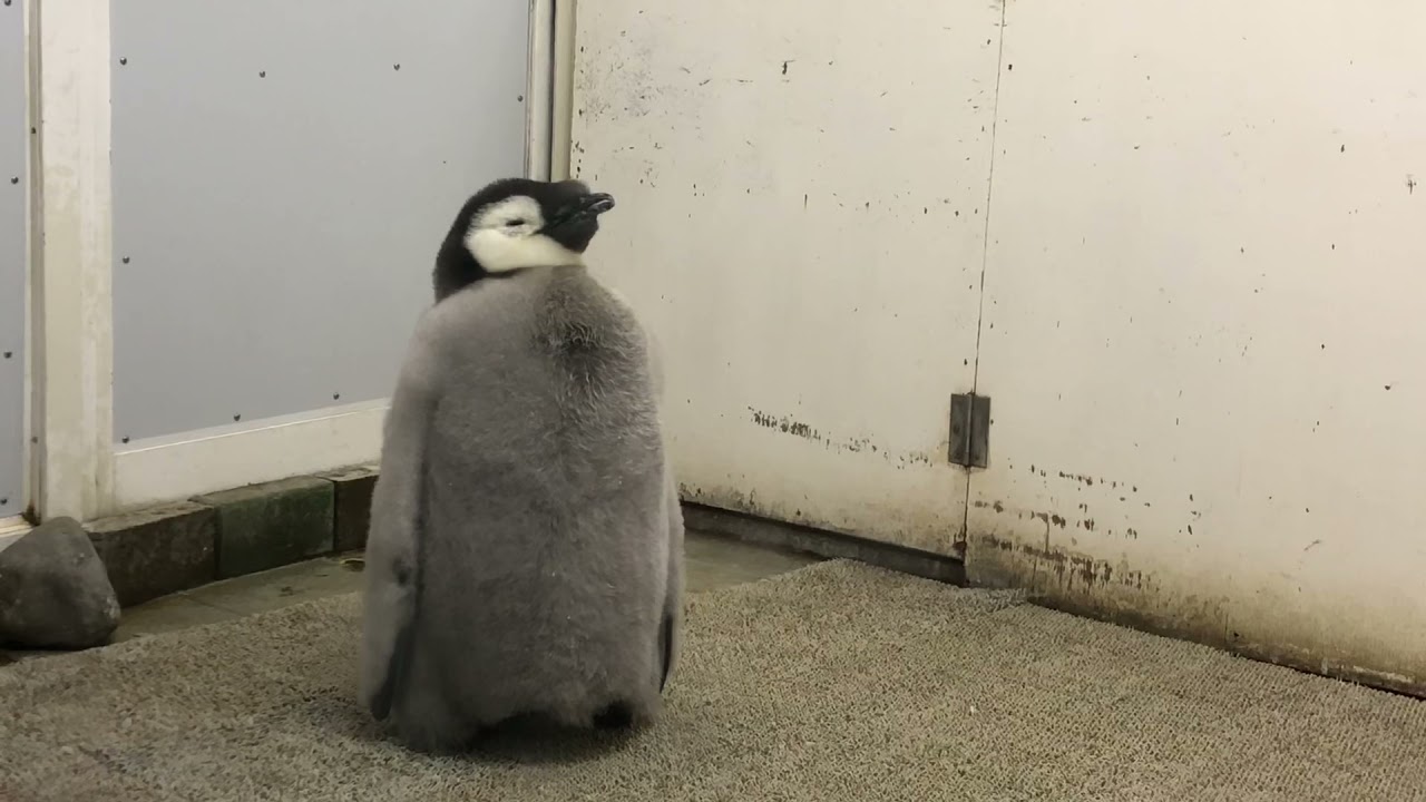 2022年元旦のエンペラーペンギンの赤ちゃん【アドベンチャーワールド】