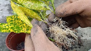 Gold Dust Croton