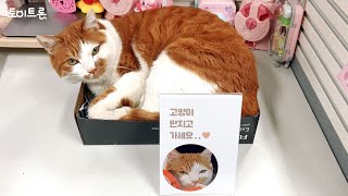 Cat free touch by 장난감 나라의 고양이들 86 views 1 month ago 3 minutes, 23 seconds