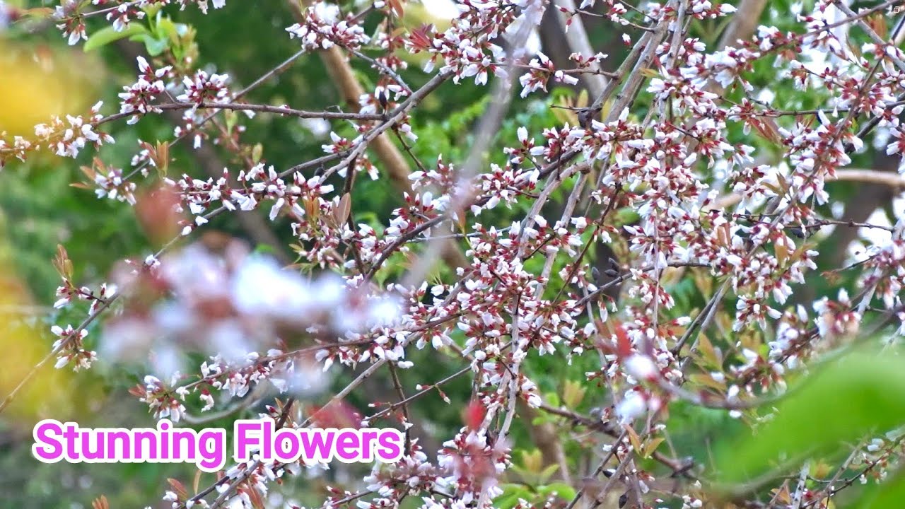 Soft Blooms 🌺& Garden Silence | Relaxing Flower Scenery