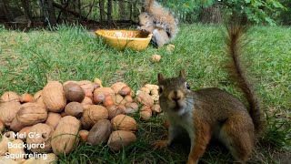 The Hilarious Moments Leading Up to a Squirrel Flying Into My Camera!🤣🤣🤣