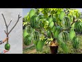 Great technique for grafting mango tree and watermelon fruit with banana  pumpkin