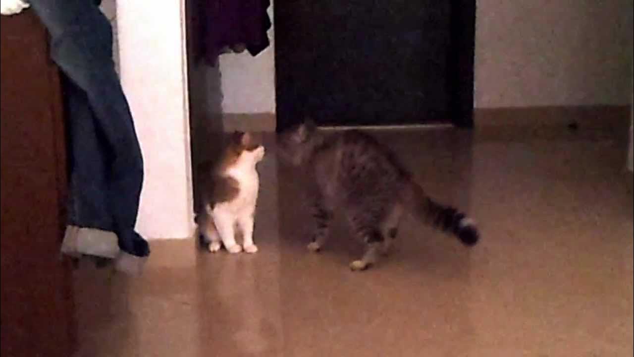 My Cats Fighting For Dominance! - Youtube