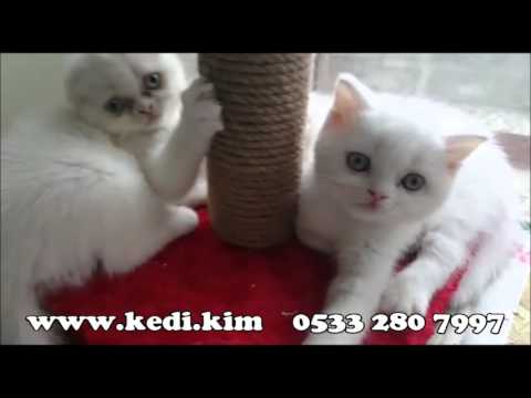 Satilik Kedi Yavrulari 05323438041 Youtube