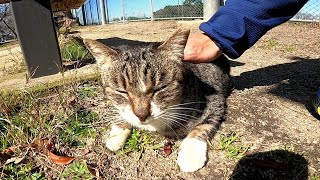 公園のベンチに座っていたら野良猫がトコトコとモフられにきた