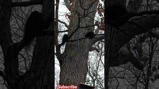 New Year’s Eve squirrel wants to make 2024 squirrels: girl squirrel stands her ground