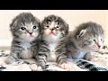 Rescue 3 Cute Kittens When their umbilical cord attached